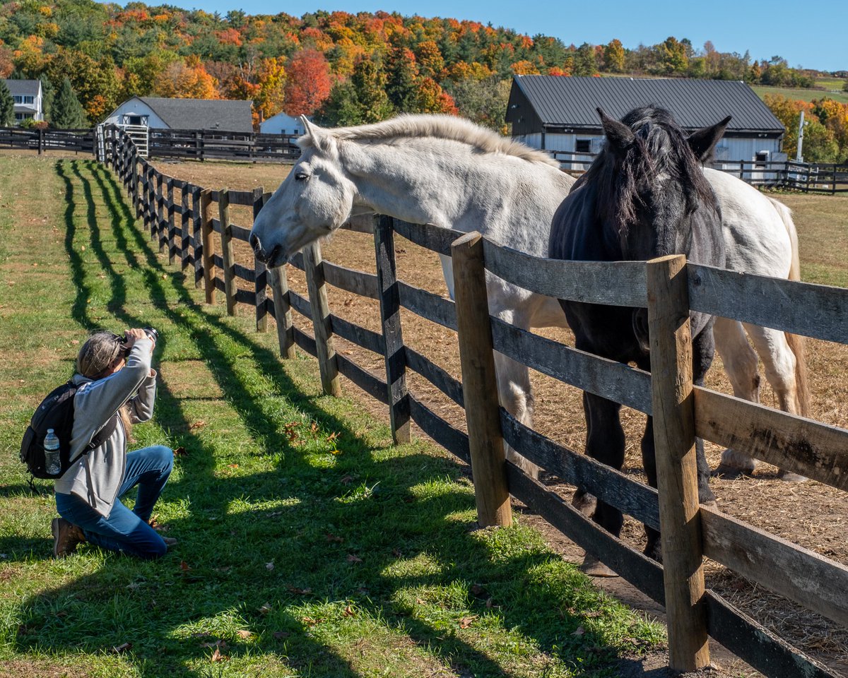 Smile, it's #NationalCameraDay! We want to thank the incredible photographers who capture photos of our rescued and retired equines, in rain, shine, and snow. A picture's worth a thousand words, and your work helps us share our message 📸