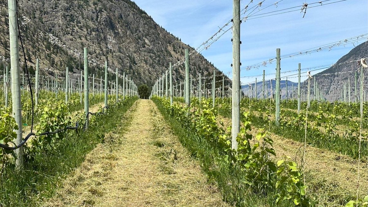 Young #SauvignonBlanc vines doing beautifully in our organic Whispered Secret Vineyard in the #SimilkameenValley. Now that's a sight for sore eyes! #closdusoleil #bcwine #similkameenwine #vineyardlife