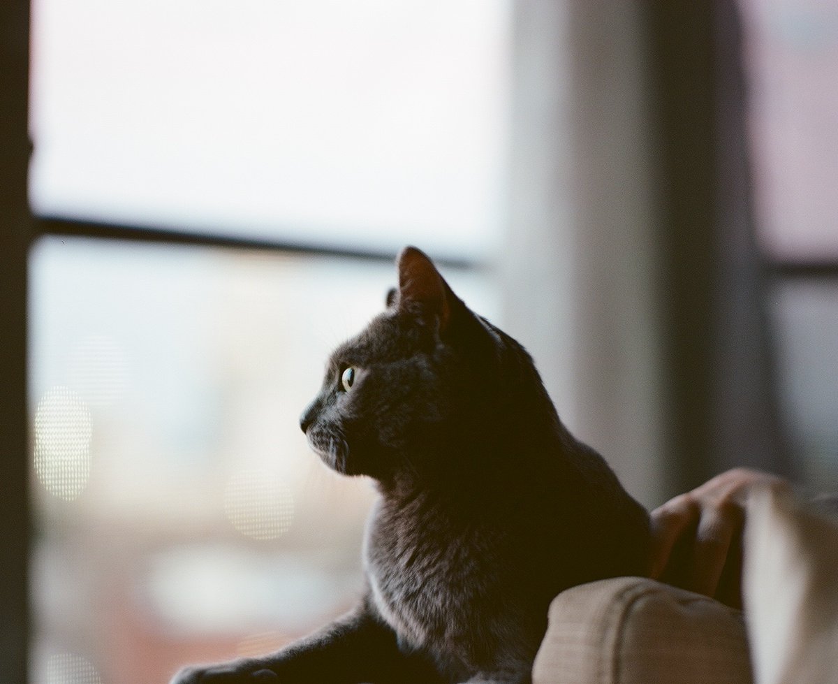 Happy Friday 🩶 #CatsOfTwitter