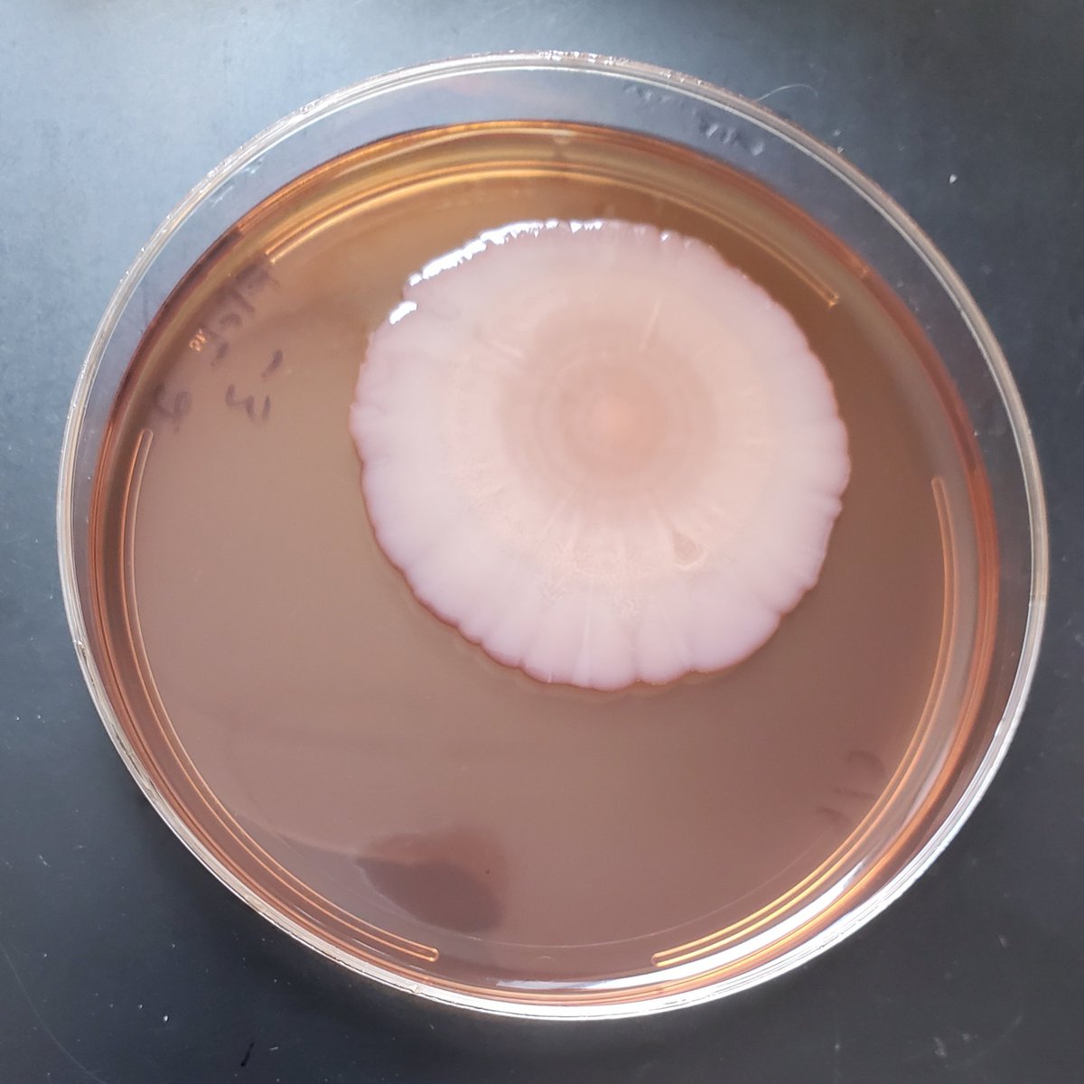 This single Klebsiella oxytoca colony that is set to just take on the entire plate....