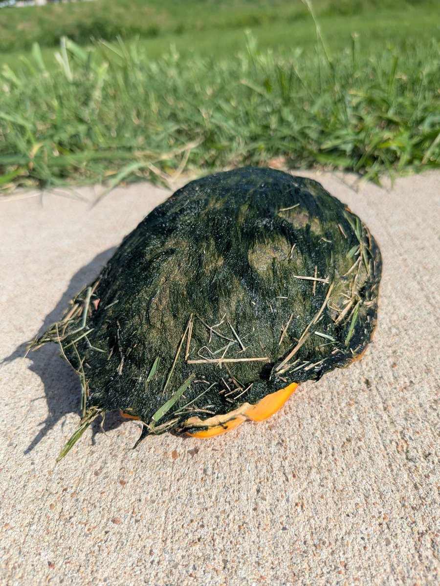 It's Summer Season! Also known as the season I frantically avoid getting hit by cars to help turtles out of the road. 🐢

This little guy was just too precious with the algae on his shell and I love him.