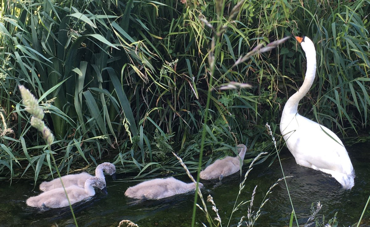 Day 27 #30DaysWild Noticing … watch how it’s done …