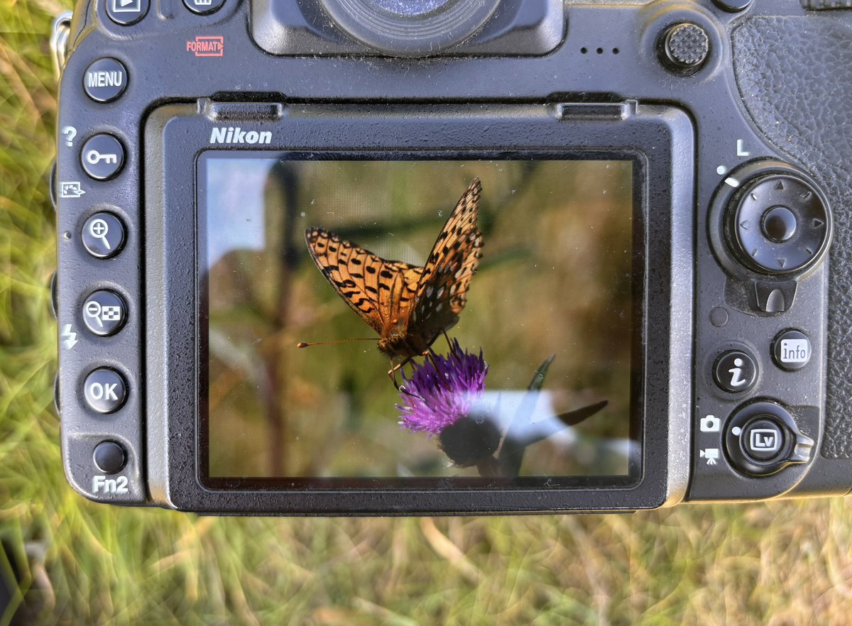 Dave Chapman (@davechapman67) on Twitter photo Dark green fritillary was not on my Butterflies to be seen at Venus pool bingo card today ! Glad <a href="/Si1363Simon/">Simon Twigger</a> caught up with it to .
Also first gatekeeper and Essex skipper taking me to 37 /39 butterfly to be seen in Shropshire this year . Dark green fritillary was not on my Butterflies to be seen at Venus pool bingo card today ! Glad <a href="/Si1363Simon/">Simon Twigger</a> caught up with it to .
Also first gatekeeper and Essex skipper taking me to 37 /39 butterfly to be seen in Shropshire this year .