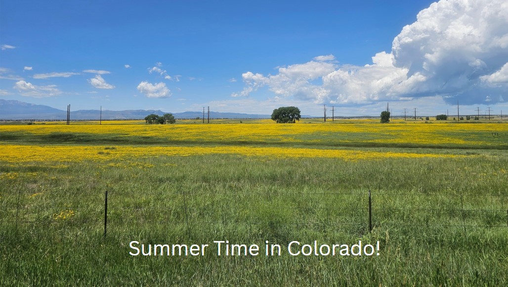 I did miss the Texas Bluebonnets this spring, but the these fields of yellow flowers that are found right outside of Colorado Springs are gorgeous! The blue sky, white clouds, and mountains make for beautiful drive. The feels like temperature of 82 degrees is the icing on the
