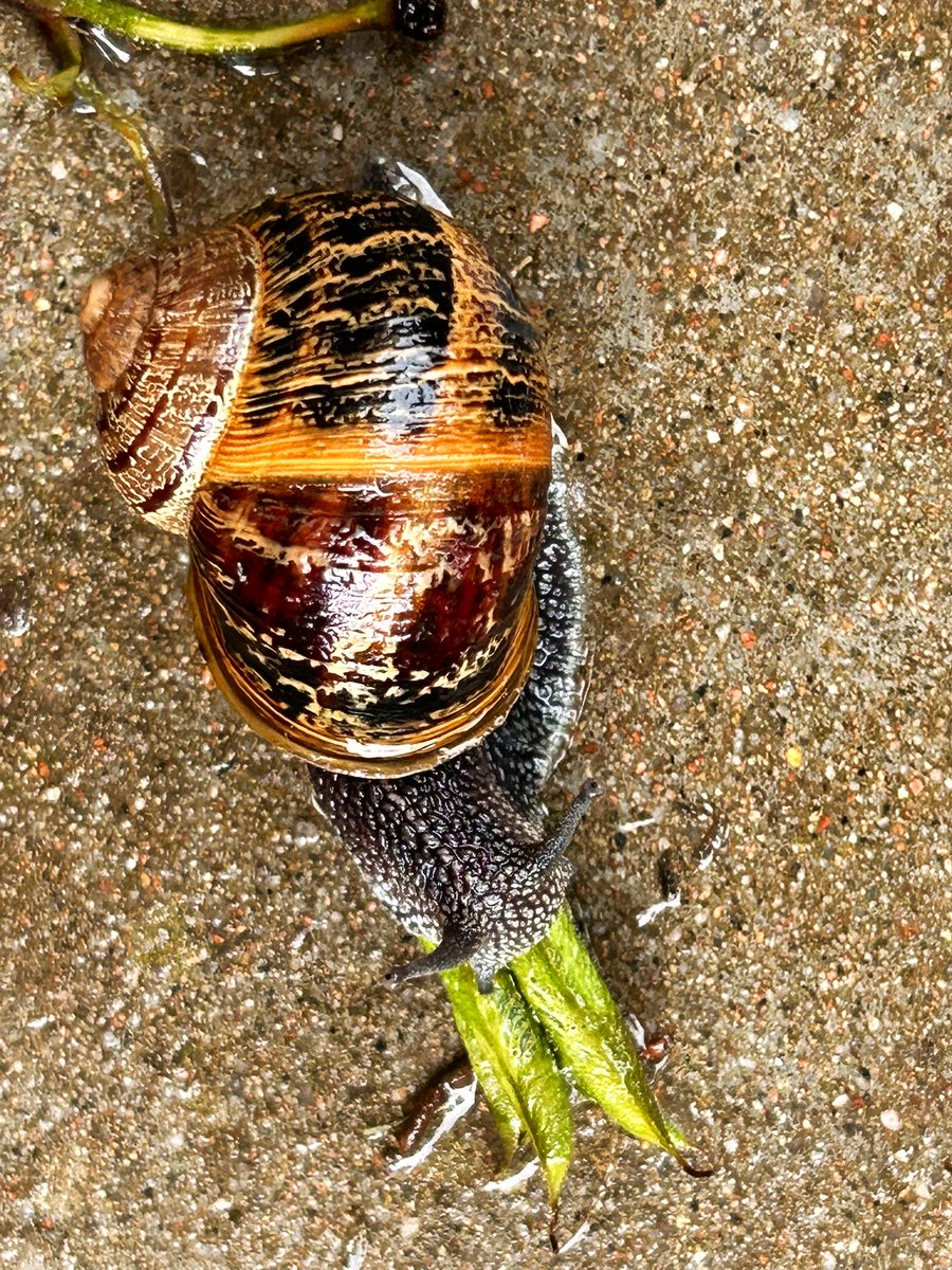 Been watching this little guy on tonight!