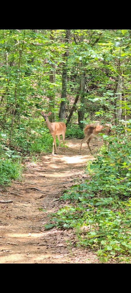 MissGoElectric's tweet image. Made some friends on the trail today 😍 @Rivian @AventonBikes