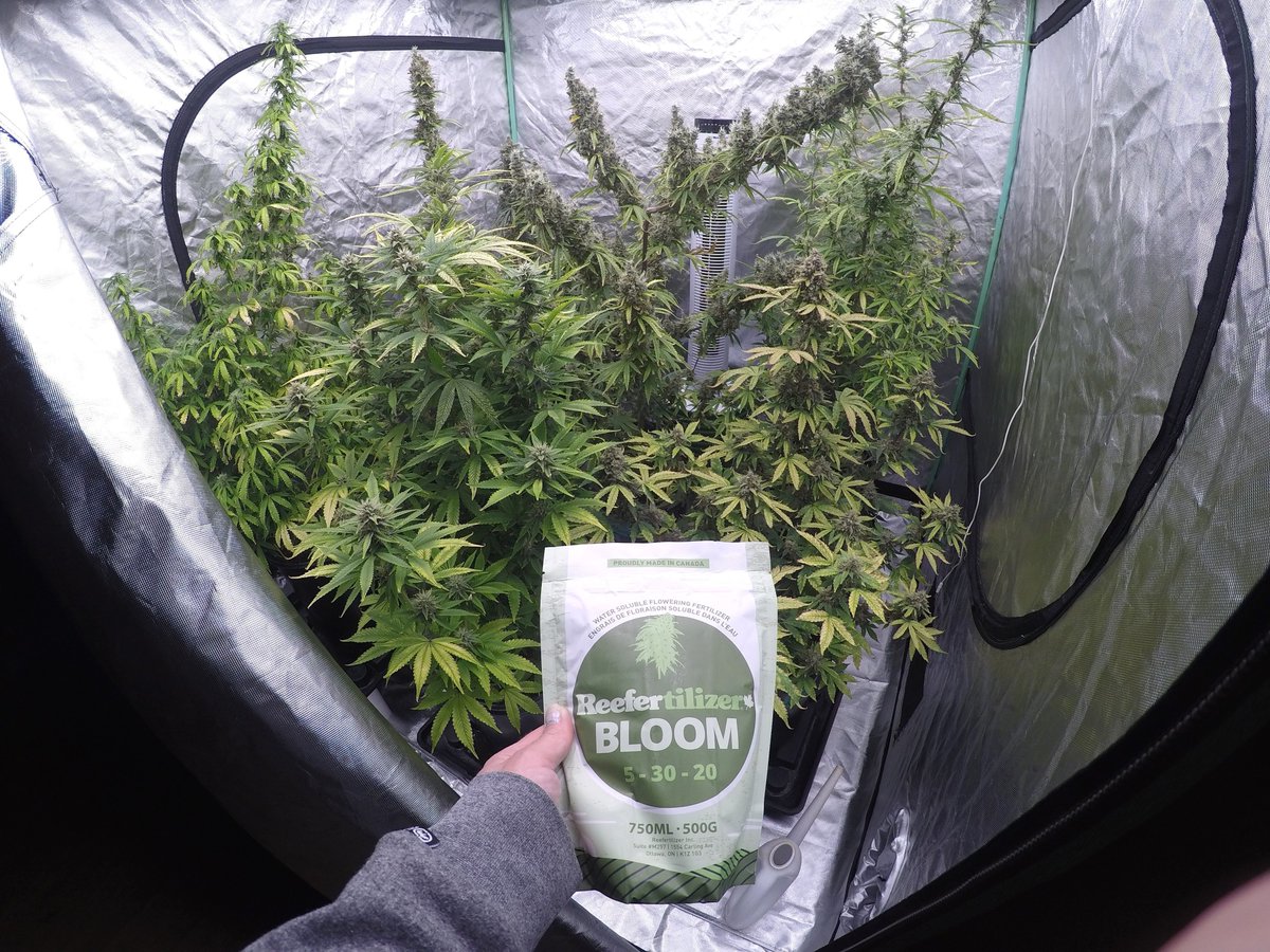 Buds love Bloom! 😍 

@mizzflo420grow