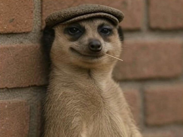 Dzabe ti e fakultet ako nemaš čaršiska škola čičo