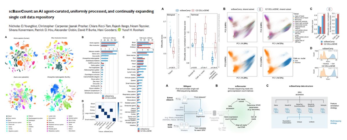 Hao Yin (@haoyin20) on Twitter photo scBaseCount
SRA-based
SRAgent #AIAgent-curated
scRecounter gene annotation
Largest scRNAseq database so far 230M cells 72 tissues🤠
<a href="/10xGenomics/">10x Genomics</a> only (for now)
#OpenScience #ArcVirtualCellAtlas
github.com/ArcInstitute/a…
<a href="/nick_youngblut/">Nick Youngblut</a> <a href="/genophoria/">Hani Goodarzi</a> <a href="/yusufroohani/">Yusuf Roohani</a> <a href="/arcinstitute/">Arc Institute</a> scBaseCount
SRA-based
SRAgent #AIAgent-curated
scRecounter gene annotation
Largest scRNAseq database so far 230M cells 72 tissues🤠
<a href="/10xGenomics/">10x Genomics</a> only (for now)
#OpenScience #ArcVirtualCellAtlas
github.com/ArcInstitute/a…
<a href="/nick_youngblut/">Nick Youngblut</a> <a href="/genophoria/">Hani Goodarzi</a> <a href="/yusufroohani/">Yusuf Roohani</a> <a href="/arcinstitute/">Arc Institute</a>