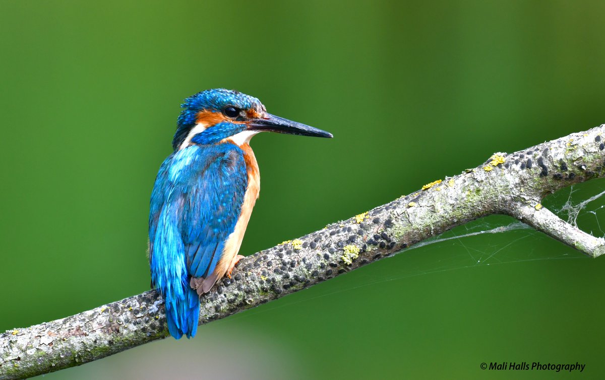 Kingfisher.

Taken this morning <a href="/RSPBLakenheath/">RSPB Lakenheath Fen</a> 

 #Nature #Photography #wildlife #birds #TwitterNatureCommunity #birding #NaturePhotography #birdphotography #WildlifePhotography #Nikon