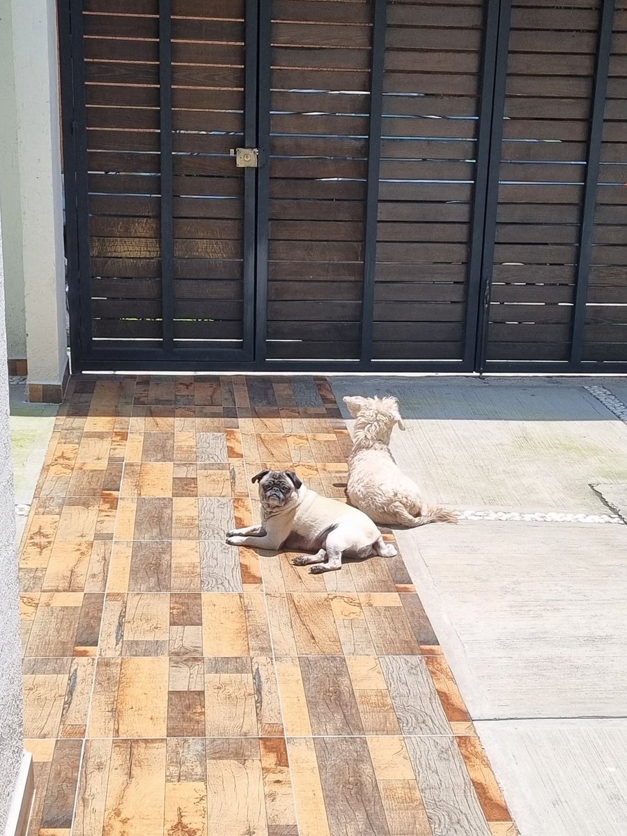 Pobrecitos, después de dos semanas sin sol.