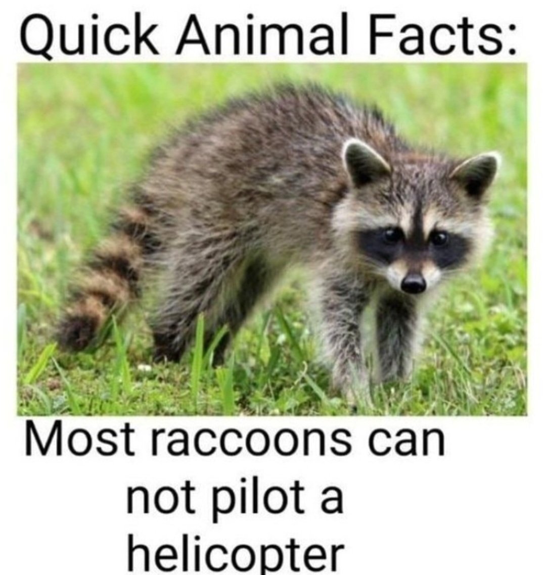 Why you should have a Raccoon (@shouldhaveracc) on Twitter photo  Why you should have a Raccoon (@shouldhaveracc) on Twitter photo