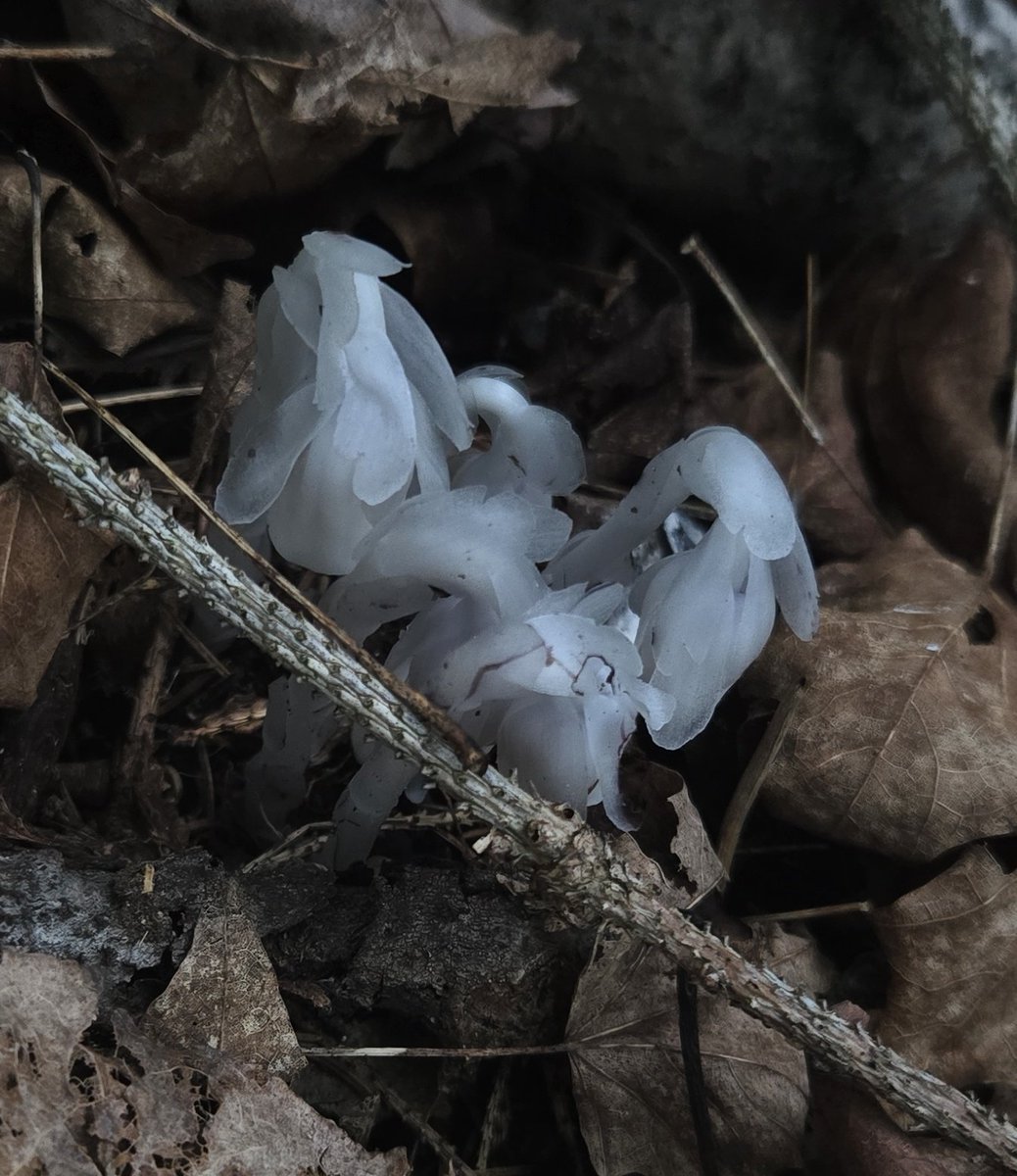 cool fungus I found