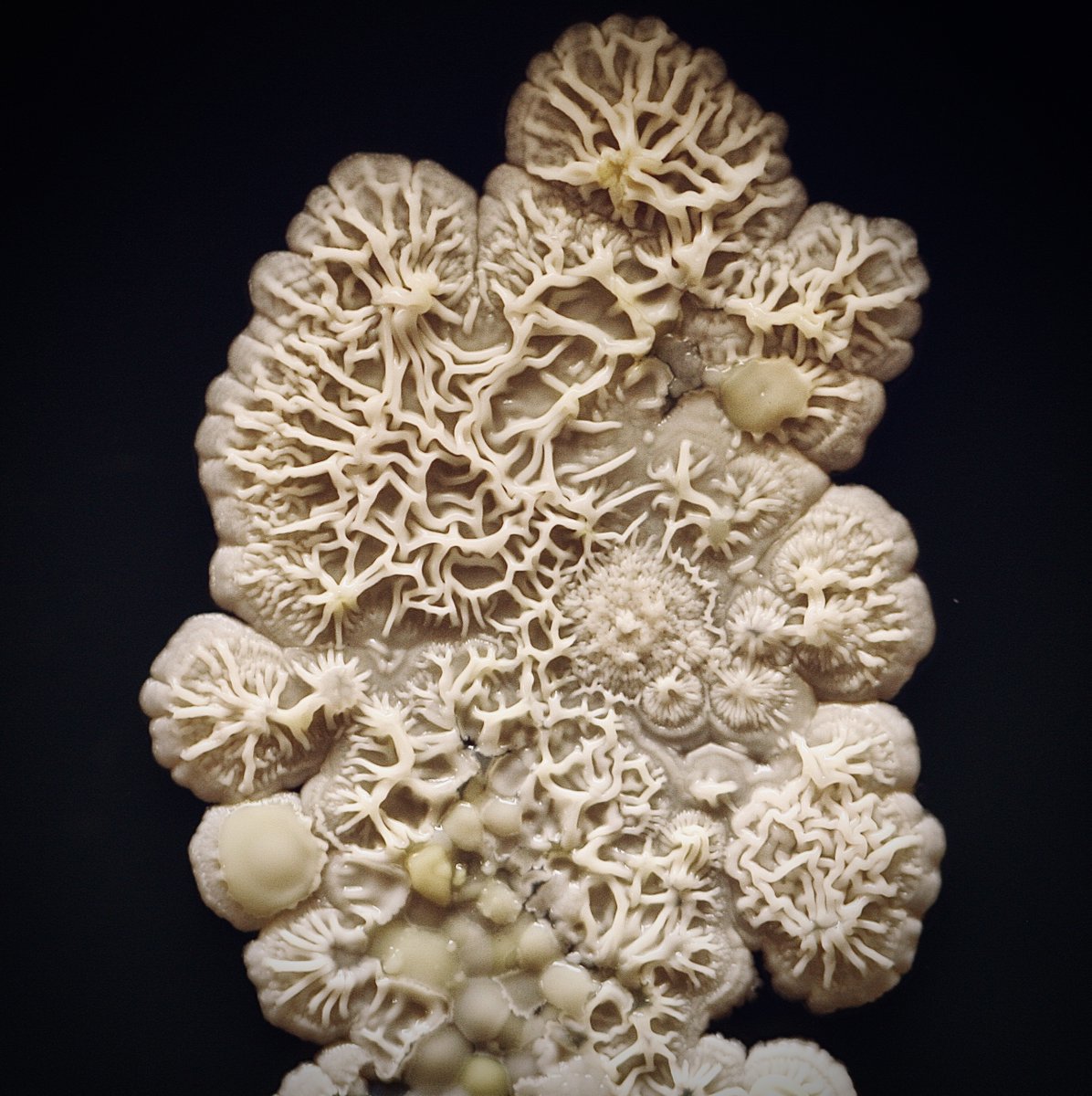 tasturm1's tweet image. #DescribeThatMicrobe On #NationalMicrobiomeDay nothing like old-fashioned microbial hand prints!  @ASMicrobiology #science #Microbiology