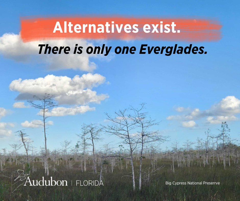 Statement from Audubon Florida on the Proposed Detention Facility at the Everglades Jetport Site in Big Cypress National Preserve

For 125 years in Florida, Audubon has worked in partnership to advance durable conservation solutions which benefit birds, habitat and people. (1/7)