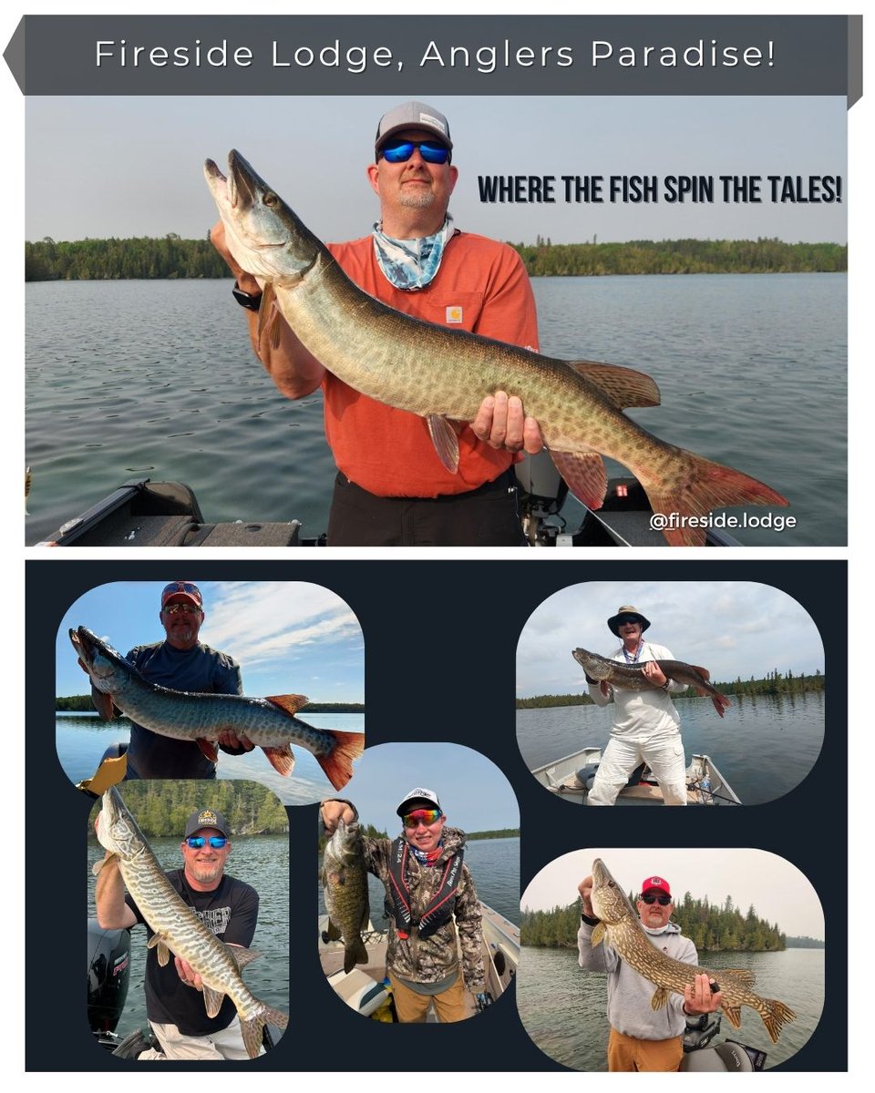 FiresideFish's tweet image. June 2025 has been fishtacular here at Fireside Lodge! 

Welcoming the Pike Busters, Mike Ramsey and the Killer B's, The Forsman group, our Legends and so many more. Pictures are worth a thousand words, and this months catches do not disappoint!