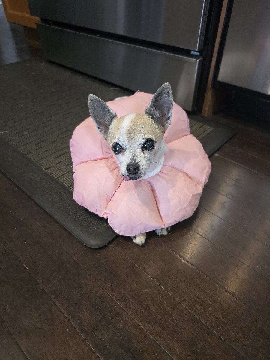 MartiniShotXo's tweet image. My little 🌼 flower 🌸 . Getting her used to her e-collar before her surgery next week 🥹