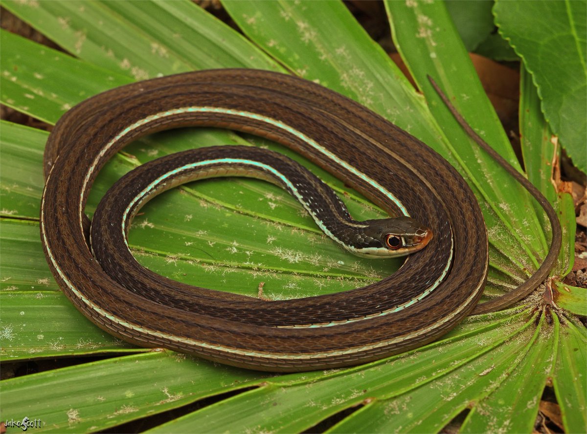 Blue-striped Ribbon Snakes only occur along FL’s NW Gulf Coast in the Big Bend Karst region where lowland hammocks and flatwoods meet a vast network of swamps, rivers and streams. During the last interglacial period, this area was completely submerged.