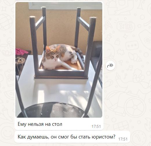 Gribanov ☢ ᓚᘏᗢ (@gribanov) on Twitter photo 