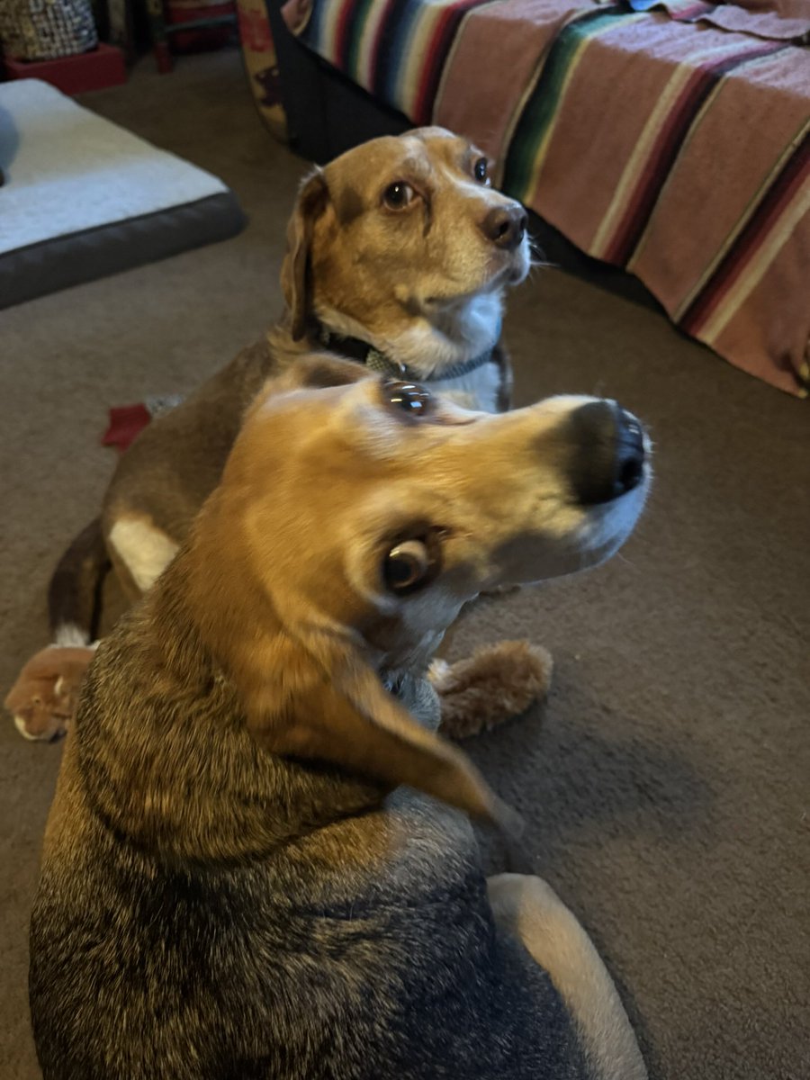 Did someone say  Beaglefest !?!?
Yes we ARE going! Can’t wait!