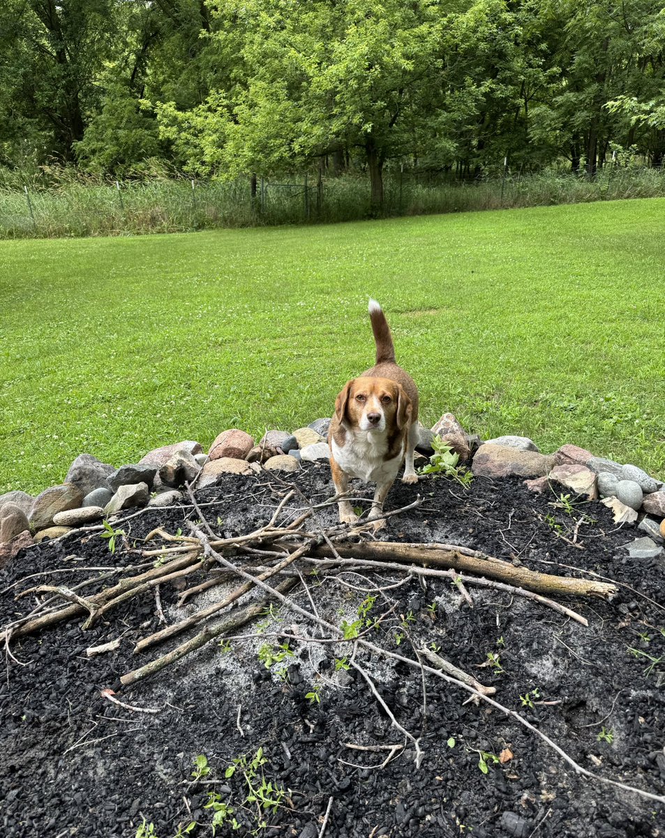 Mac is very proud of all these sticks he collected for an evening fire.

( Mac did not collect all these sticks for an evening fire. Please clap anyway )
#beagle
