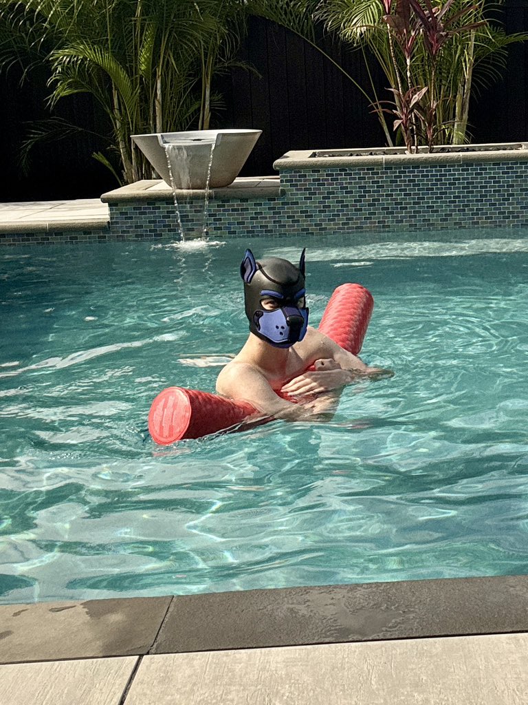 Pool dog time! Come join me for a splash! 

Show me pics of you in gear in the water 👇