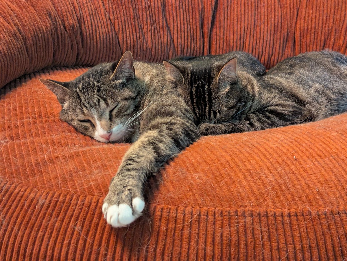 The tale of two brothers... 

Bugsy has really started to slowly learn that life isn't gonna eat him and that he is going to be okay. I've found them Tubs and him snuggling together more than when I first got him. 

It melts my heart to see these two be so heckin cute together🥹