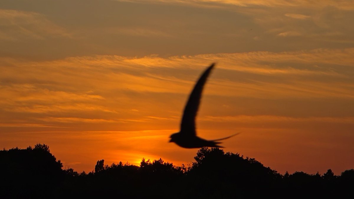 Tadek_8's tweet photo. Na horyzoncie #Szczecin #sunset #bird #Jerzyk https://t.co/guyQSNcR4x