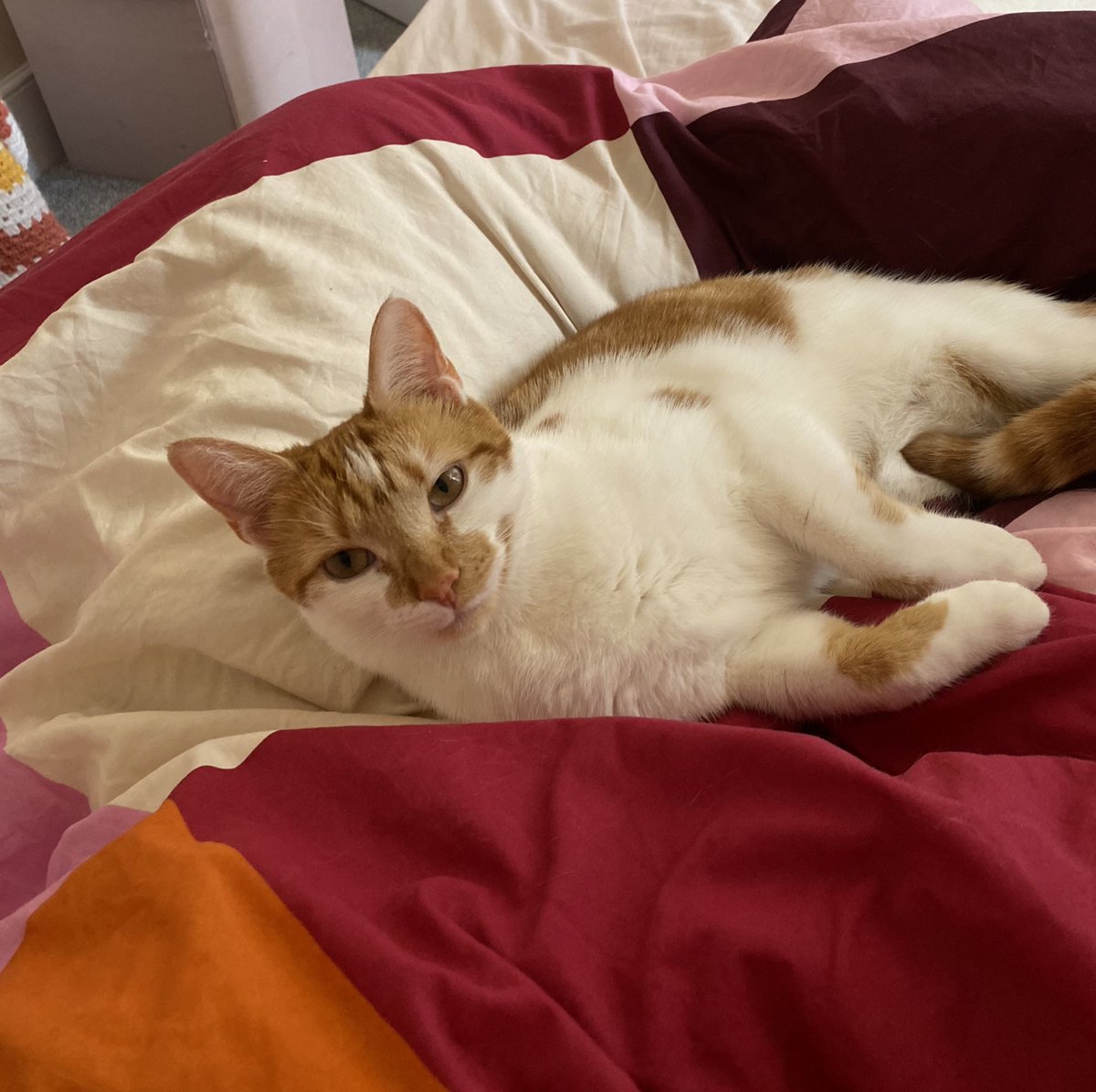 binkywinkywoo's tweet image. lounging in da bed with mumy😁
