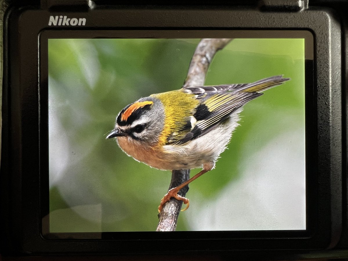 DAN FORDER WILDLIFE - Birds & Nature tweet media