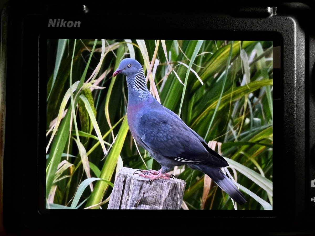 DAN FORDER WILDLIFE - Birds & Nature tweet media