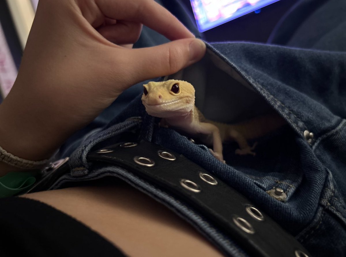 AlGoresLockBoxx's tweet image. “Is that a lizard in your pocket or are you just happy to see me?”