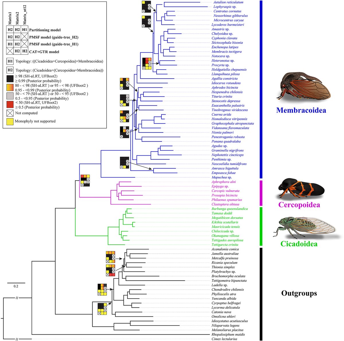 JournalSysEvo's tweet image. New work by Yan et al. on the phylogenetic relationship between #Cercopoidea and #Membracoidea highlights the importance of careful methodological considerations in #phylogenetic analyses.
doi.org/10.1111/jse.13… @WileyEcolEvol #evolution #JSE #evolution #phytopathology #insect