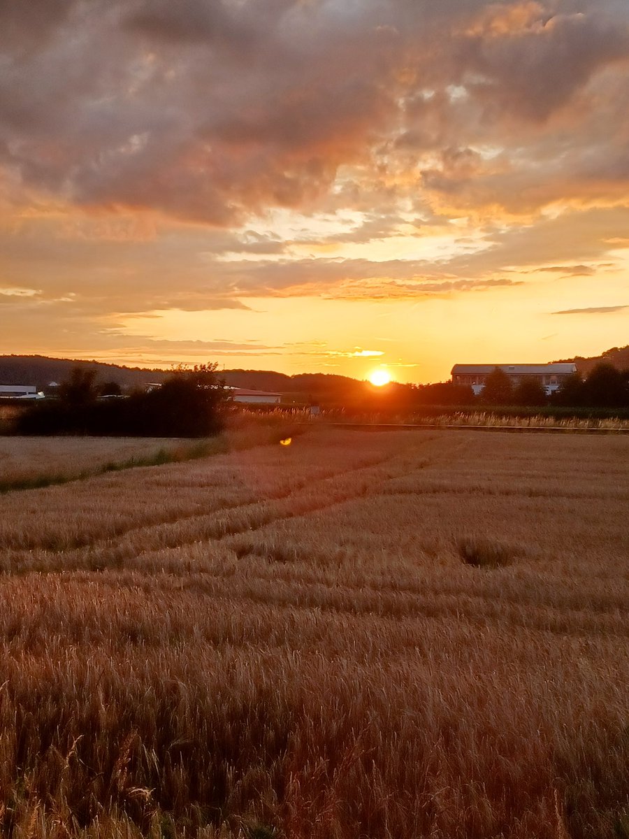 Dawîya rojê hat ...🌾