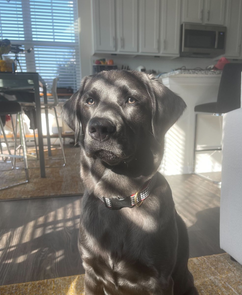 The brilliant thing about working hybrid is most days are #TakeYourDogToWorkDay 🐶 🧡 

Here's just a few of the pawalegals that keep us company while we work to bring you the best legal practice management software.