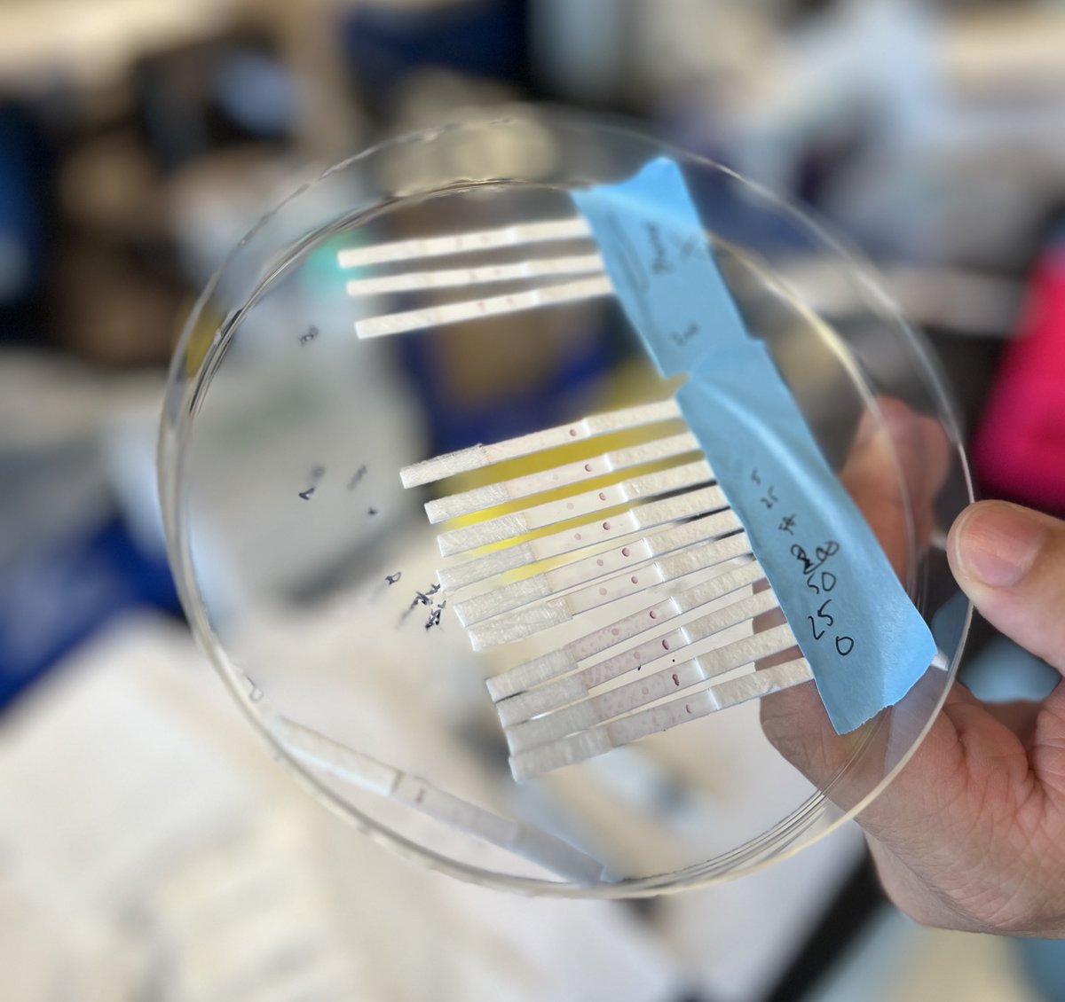 astrorahul_'s tweet image. After several months of hard work at Genepika we’ve successfully demonstrated our gold nanoparticles (AuNPs) DNA aptamer lateral flow assay. We’re racing to bring DNA based diagnostics to the world. Trials start as early as Q4 🧬