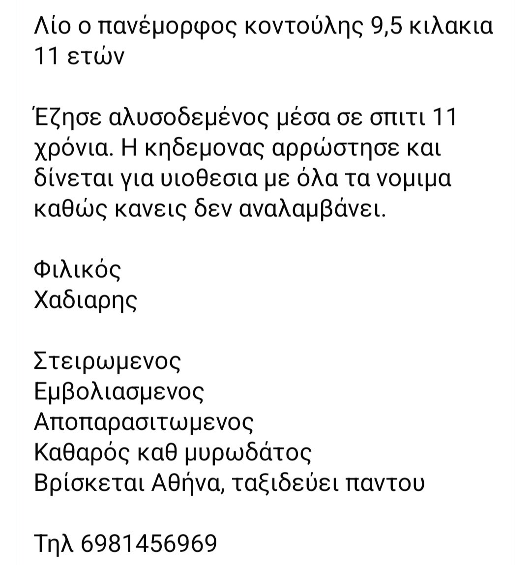 🆘️🆘️🆘️
Ο Λιο
11 ετών 9,5 κιλά 
Έζησε αλυσοδεμένος μέσα σε σπίτι 11 χρόνια
Η κηδεμονας αρρώστησε κ δίνεται για υιοθεσία με όλα τα νόμιμα 
Στειρωμενος,εμβολιασμενος,αποπαρασιτωμενος,φιλικός κ χαδιαρης 
Ένας άνθρωπος να χαρίσει στην ψυχούλα την αγάπη που στερηθηκε;
Rt 🙏🙏🙏