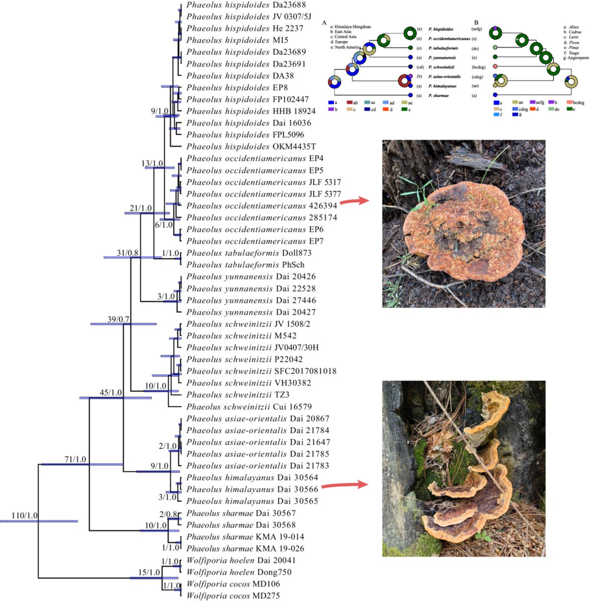 JournalSysEvo's tweet image. #Fungal genus Phaeolus is a significant #conifer #pathogen. Cui et al.'s analysis of its #phylogeny, #divergence times, and #biogeography sets the foundation for future pathogen control and #ecological #conservation.
doi.org/10.1111/jse.13… @WileyEcolEvol #JSE #forestry #trees