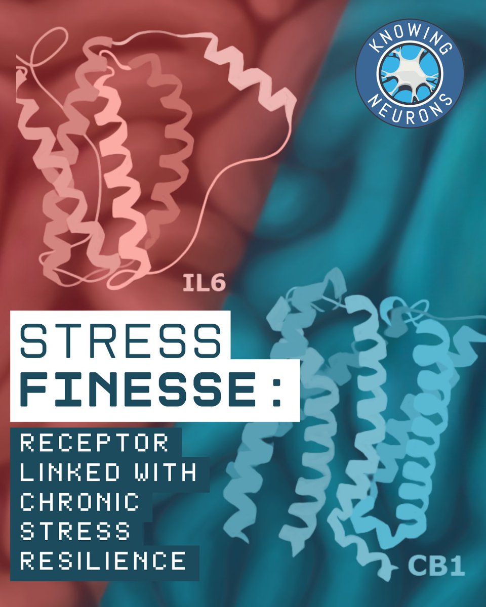 KnowingNeurons's tweet image. New research shows that CB1 receptors on astrocytes help protect the blood-brain barrier during chronic stress, promoting resilience. knowingneurons.com/blog/2025/06/2…