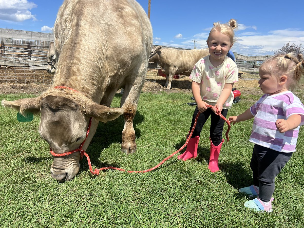 Might have a hard time keeping these two out of the competition tomorrow! 
.
.
#debruyckercharolais #charolais #4H #montana #steershow #poundspay #ranchkids #cutekids