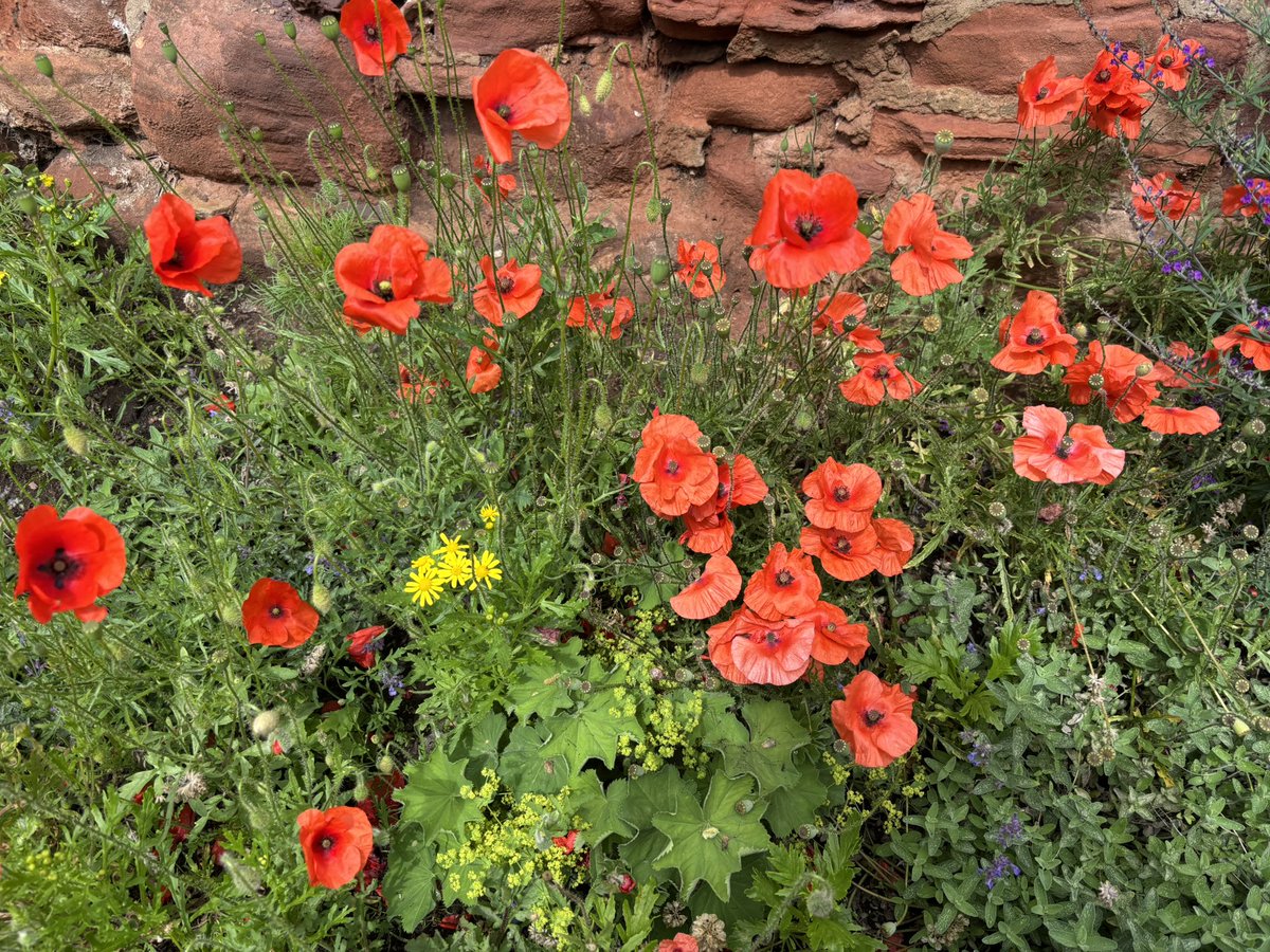 Day 27 #30DaysWild - one of the nicest lanes in #Dunbar - the wild flowers in the backlands add a splash of colour and are alive with #pollinators. Maintained by the social enterprise - the Ridge. 

#urbanwildlife #greenspace #community