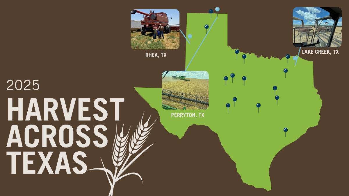 Scattered thunderstorms have left fields across the Panhandle muddy, stalling harvest for many producers in this region. Combines continue to run in the Blacklands and Rolling Plains regions as they start to wrap up the 2025 wheat harvest.
