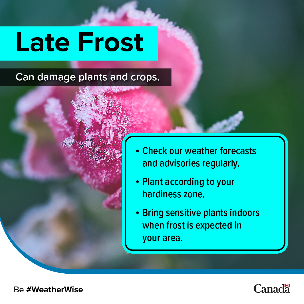 ECCCWeatherNL's tweet image. 🌡️ 🌱 Temperatures near freezing are expected tonight across the East and Northeast coast of Newfoundland. Take care of your plants if they are vulnerable to temperature change. Follow us for a more detailed forecast. #NLwx