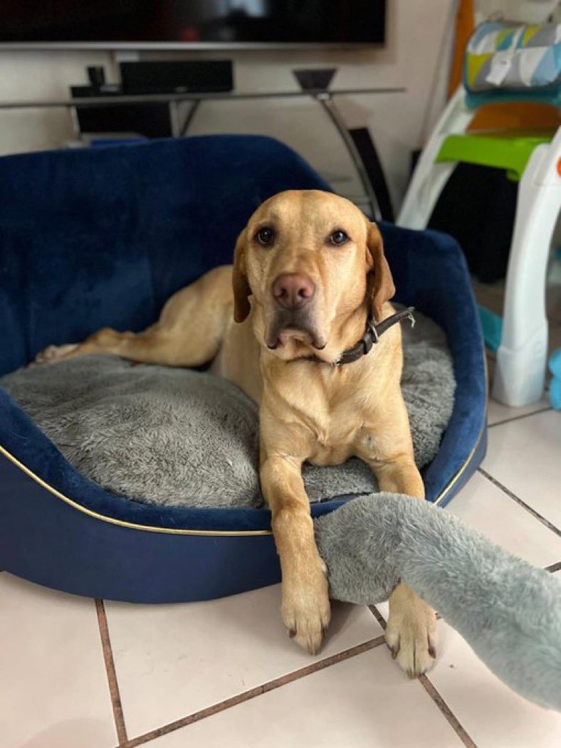 Alina_Gag's tweet photo. Comparto fotos y texto de @oca_kenia

Hola! Soy un labrado de 4 años, que busca una familia que me cuide y quiera mucho, mi actual familia ya no puede tenerme 🥺 tengo 4 años, estoy entrenado para vivir dentro de casa, tengo mi paseo todos los días y soy sociable con perros y https://t.co/Ah2LsA905z