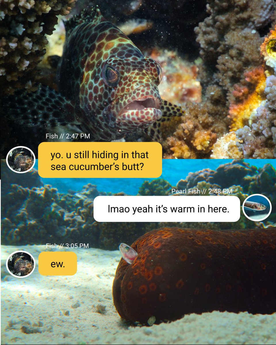 NatGeoAnimals's tweet image. We'd have the same reaction if we received a text from sea cucumber's butt tbh.

Catch all-new #Underdogs, narrated by @VancityReynolds, Sunday at 9/8c on @NatGeoTV. All episodes now streaming on @DisneyPlus and @hulu.