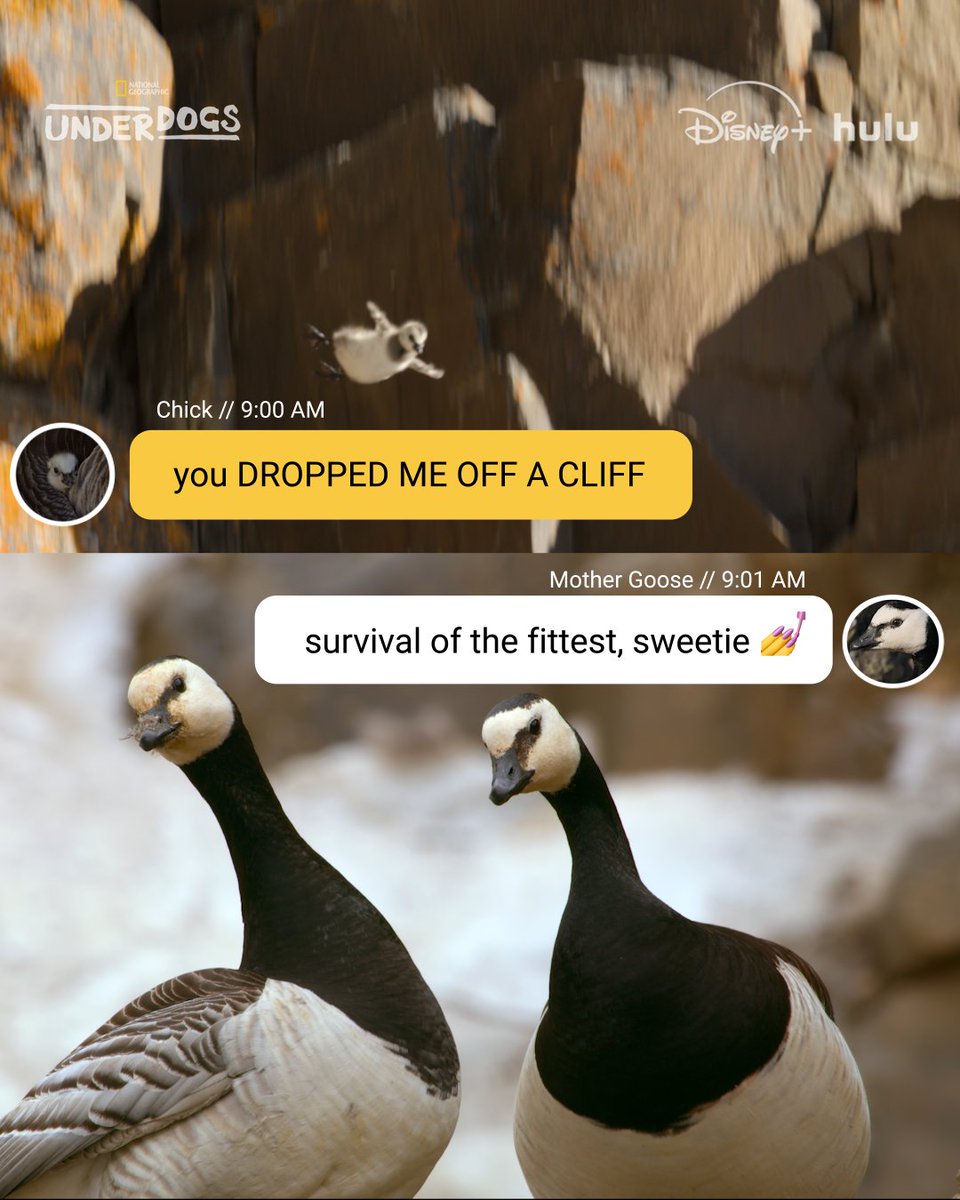 NatGeoAnimals's tweet image. We'd have the same reaction if we received a text from sea cucumber's butt tbh.

Catch all-new #Underdogs, narrated by @VancityReynolds, Sunday at 9/8c on @NatGeoTV. All episodes now streaming on @DisneyPlus and @hulu.