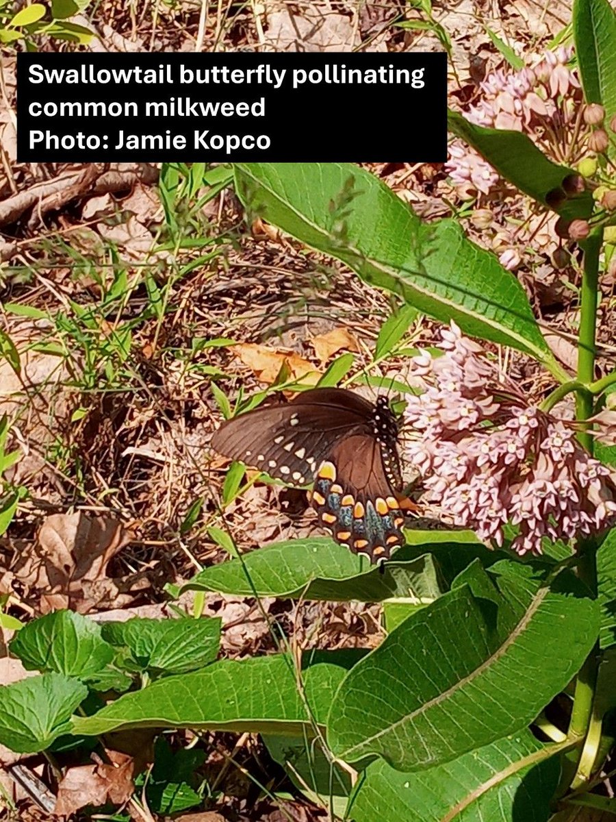 While bees are the best-known pollinators, other insects can also be effective pollinators, like this swallowtail butterfly pollinating common milkweed. Maintaining a diversity of native flowering plants helps most pollinators. 
Video by Jamie Kopco