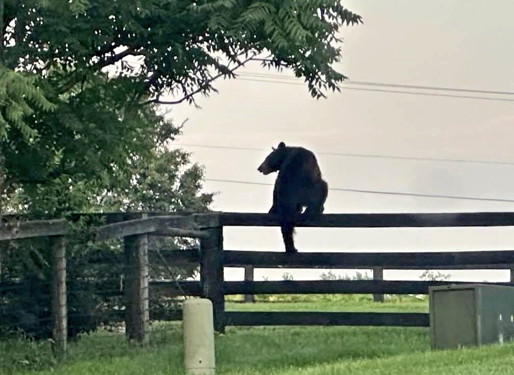 Big week in Woodford County with our Bear sighting 🐻