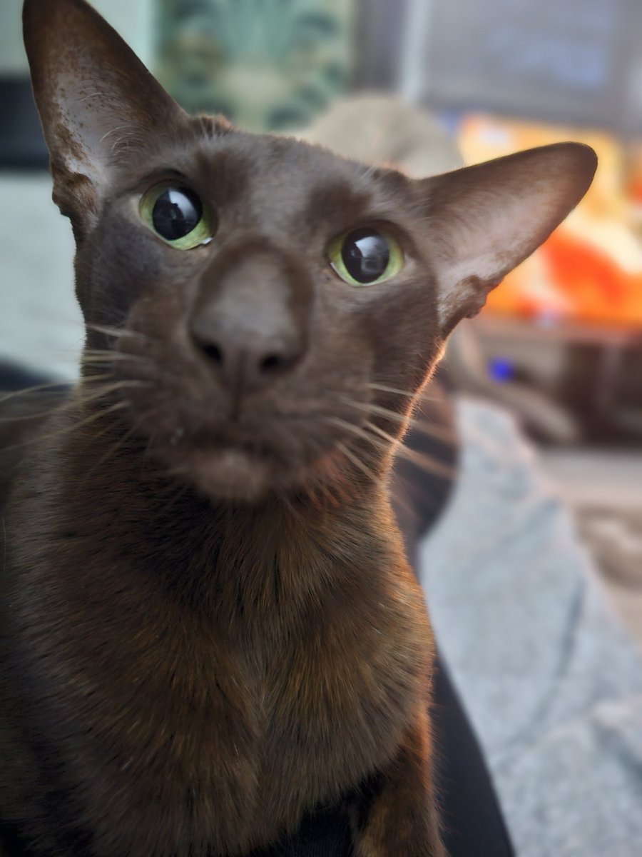 jo_davies10's tweet photo. How she looks at me when we're having a chat - the concentration and love! Gets me every time π»π»π»
#Artemis #Queeeeeennnnn #notsotinyhavanaprincess #teammeezer #CatsOnTwitter #CatsOfTwitter #CatsAreFamily https://t.co/Xgol3PDOL0