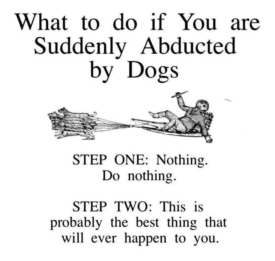 HeckinGoodDogs's tweet image. 